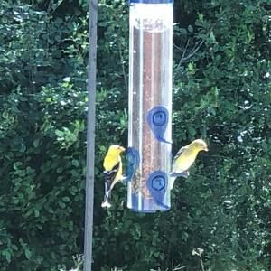 Meet your Posher, Chuck